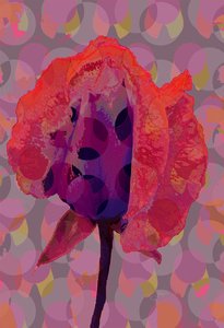 Tea Rose 3